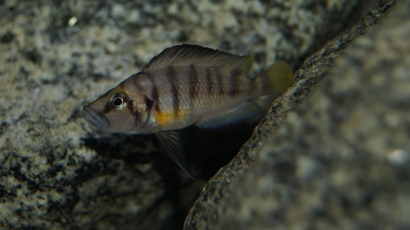 Altolamprologus sp. 'compressiceps shell' Chimba